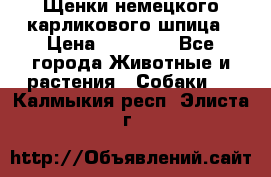 Щенки немецкого карликового шпица › Цена ­ 20 000 - Все города Животные и растения » Собаки   . Калмыкия респ.,Элиста г.